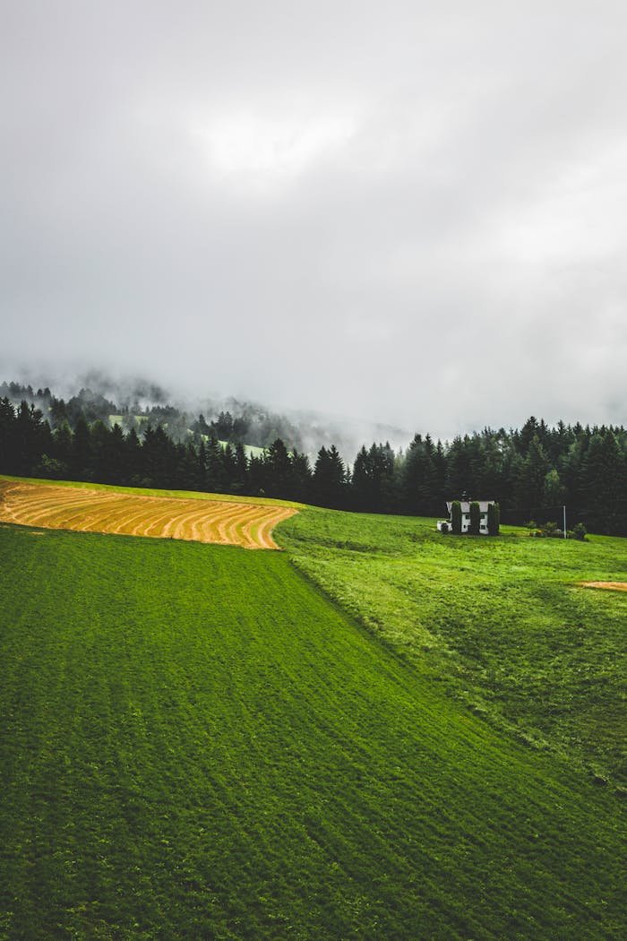 Foggy landscape of fields and forest in Trentino-Alto Adige, Italy.